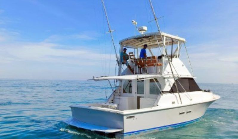 
								BERTRAM 35 full									