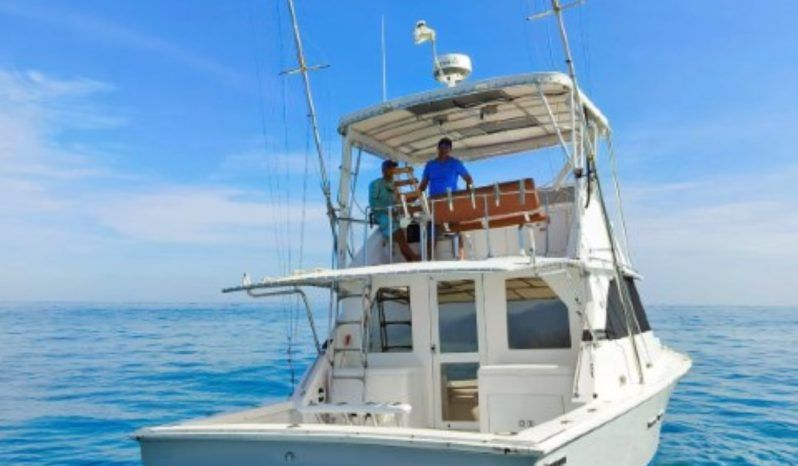 
								BERTRAM 35 full									