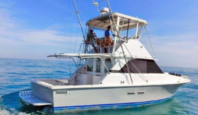 
								BERTRAM 35 full									