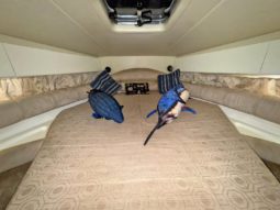 
										CRANCHI MEDITERRANEE 41 full									