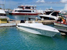 COPPOLA 24