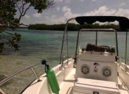 
										BOSTON WHALER 16 full									
