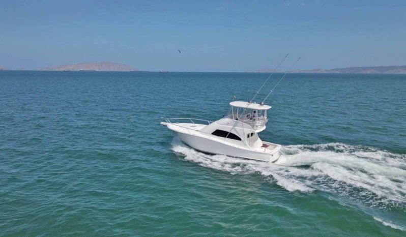 
								LUHRS 41 full									